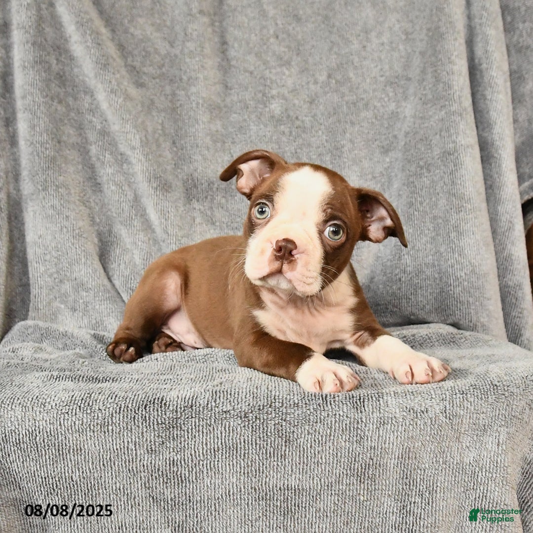 Boston Terrier dogs for sale: Moe - Image 3