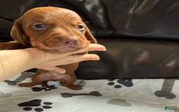 Miniature Dachshund dogs for sale: Otto - Image 3