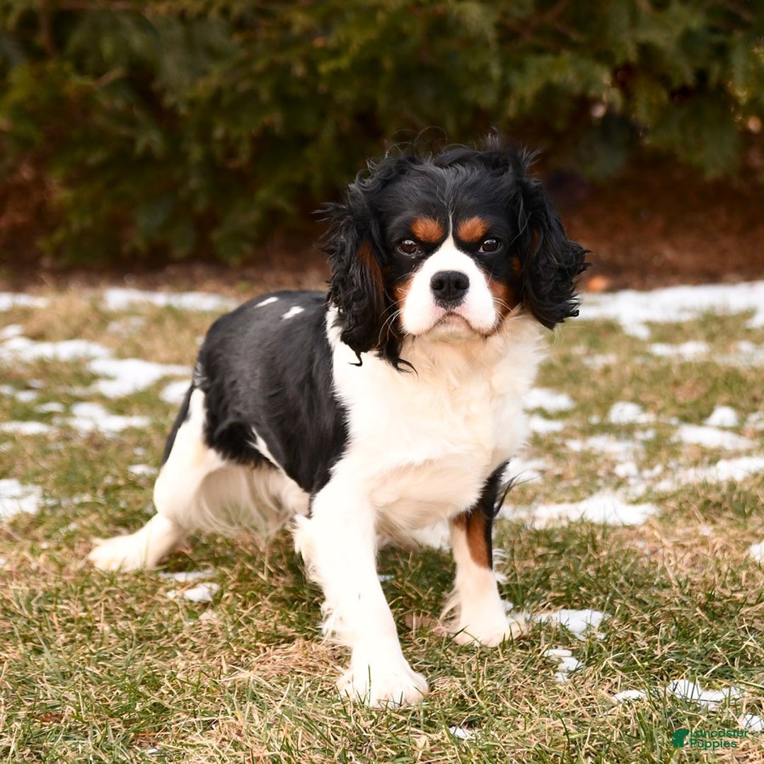 Cavalier King Charles Spaniel dogs for sale: Mason - Image 12