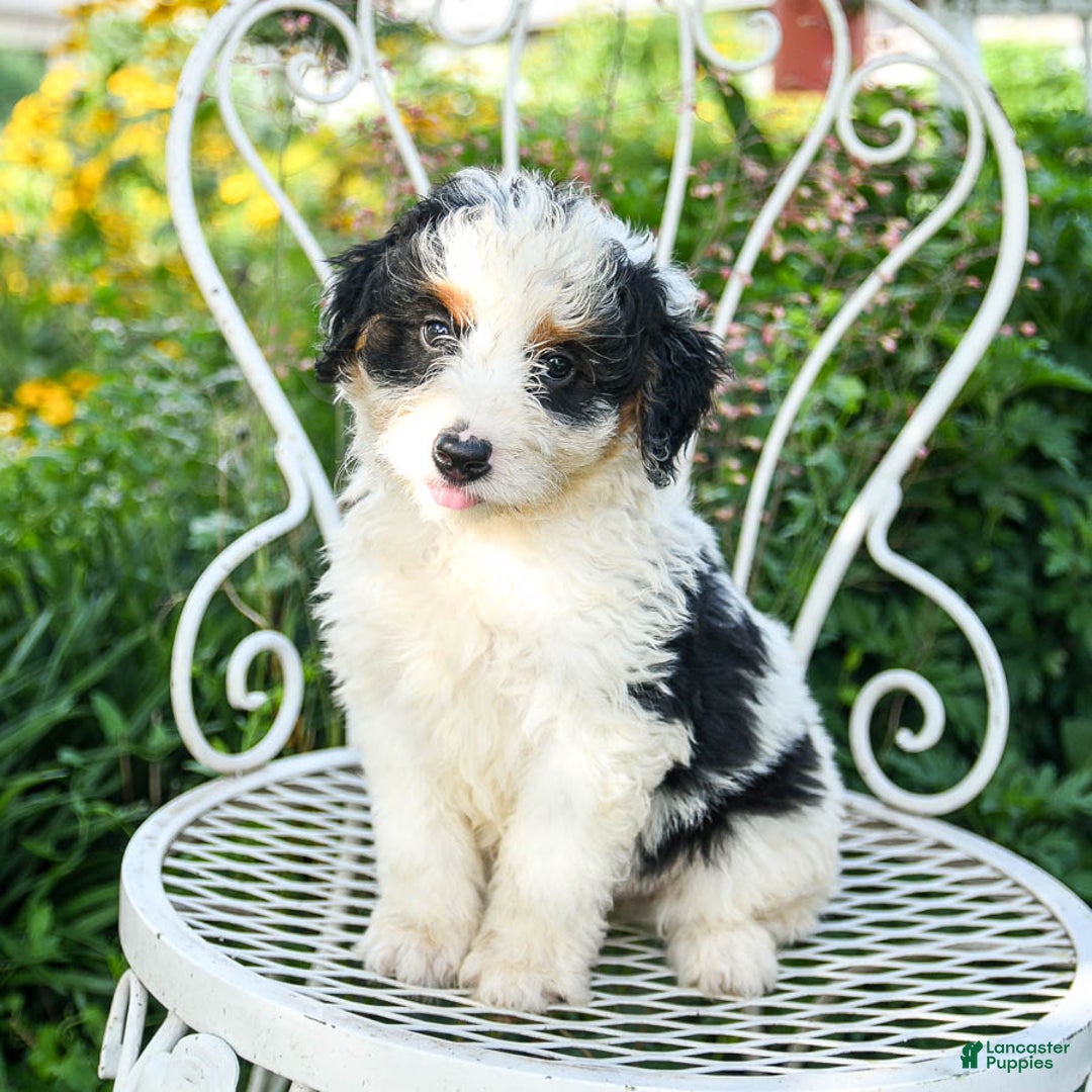 Mini Aussiedoodle dogs for sale: Mack - Image 3