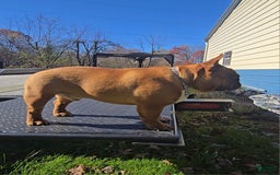 French Bulldog dogs for sale: Raider - Image 23