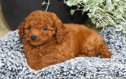 Miniature Poodle dogs for sale: Rhett - Image 6