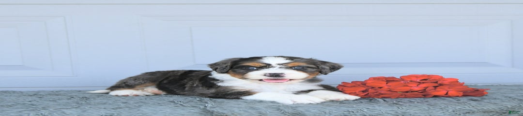Mac