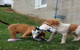 Beagle dogs for sale: Cookie - Image 5