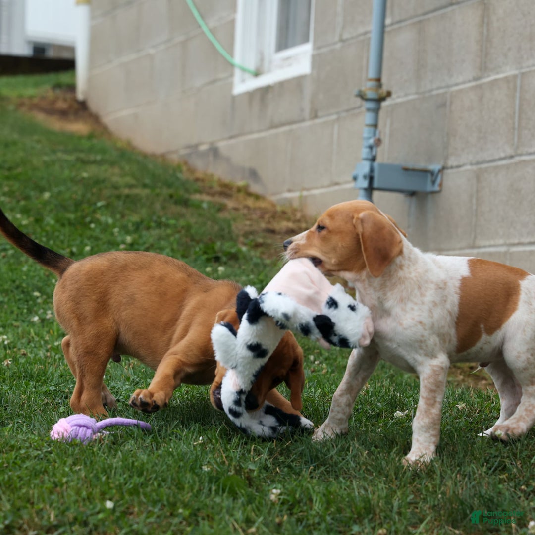 Beagle dogs for sale: Cookie - Image 5