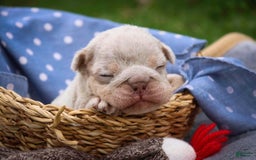 English Bulldog dogs for sale: Turbo - Image 4