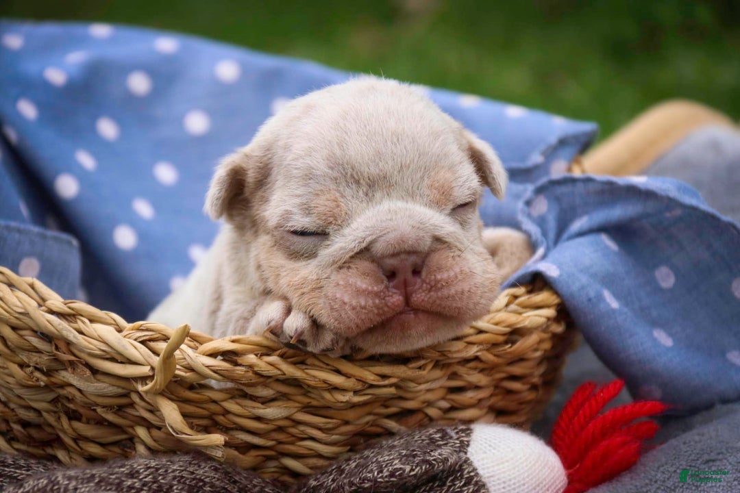 English Bulldog dogs for sale: Turbo - Image 4