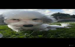 Bichon Frise dogs for sale: Layla - Image 3