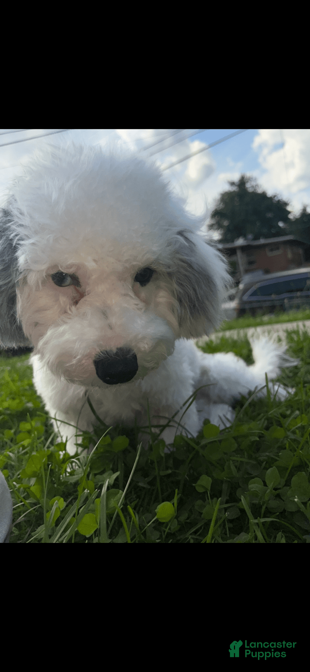 Bichon Frise dogs for sale: Layla - Image 3