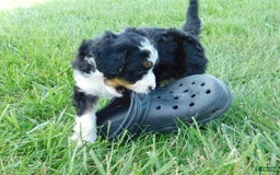 Mini Bernedoodle dogs for sale: Kelsey - Image 8