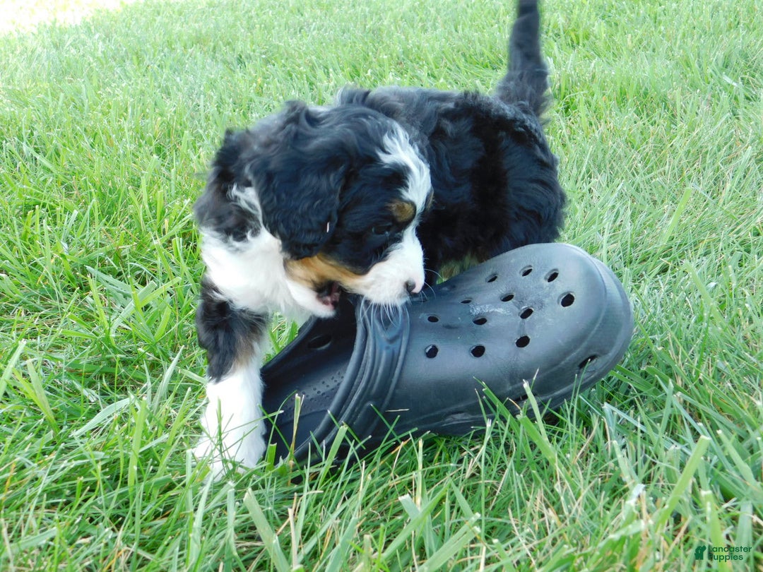 Mini Bernedoodle dogs for sale: Kelsey - Image 8