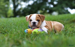 Beabull dogs for sale: Odell - Image 5