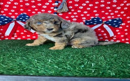 Miniature Poodle dogs for sale: Rocky - Image 4
