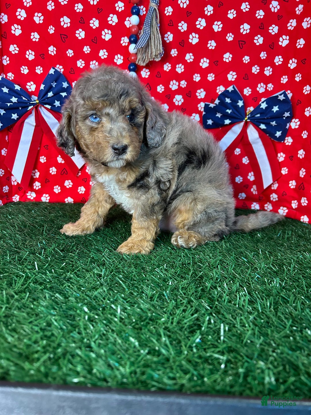 Miniature Poodle dogs for sale: Rocky - Image 4