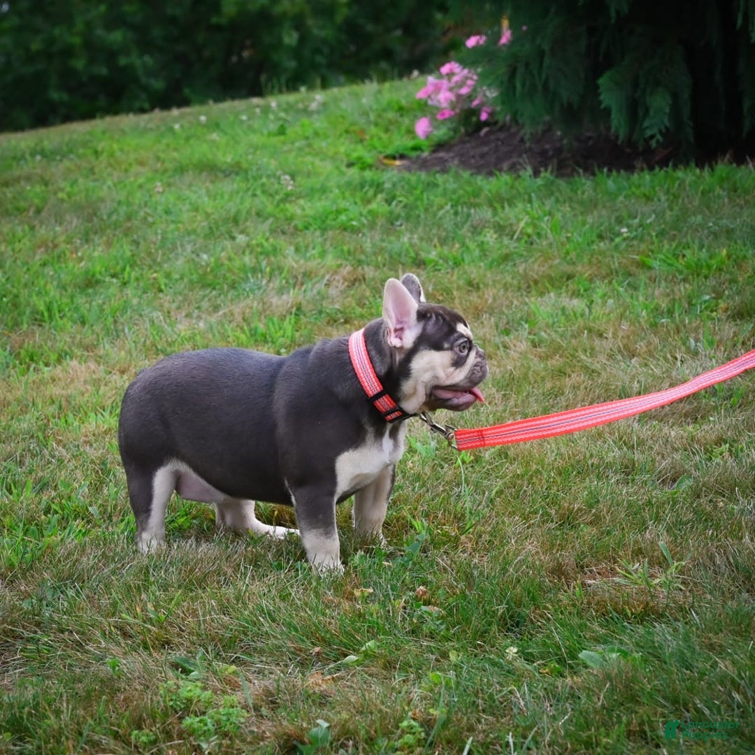 French Bulldog dogs for sale: Brooke - Image 6