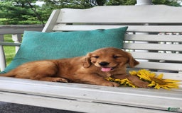 Golden Retriever dogs for sale: Dick - Image 6