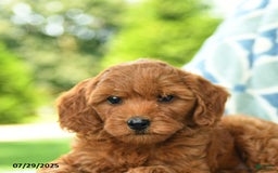 Cockapoo dogs for sale: Cherry - Image 2