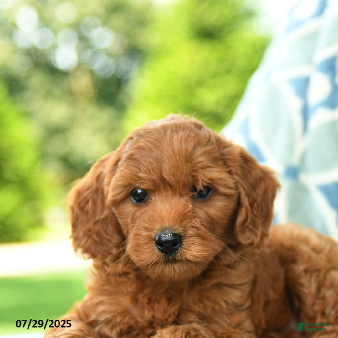 Cockapoo dogs for sale: Cherry - Image 2