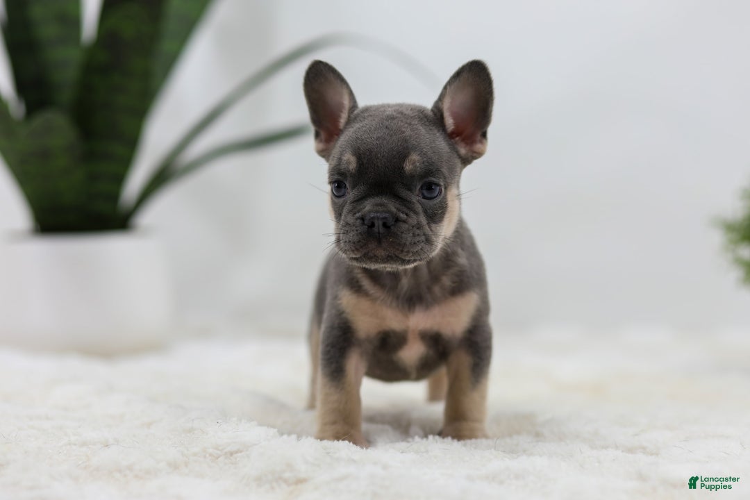 French Bulldog dogs for sale: French Bulldog 5 puppies - Image 32