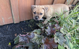 American Pit Bull Terrier dogs for sale: Pincess - Image 16