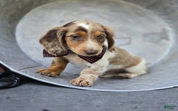 Miniature Dachshund dogs for sale: Sweets - Image 4