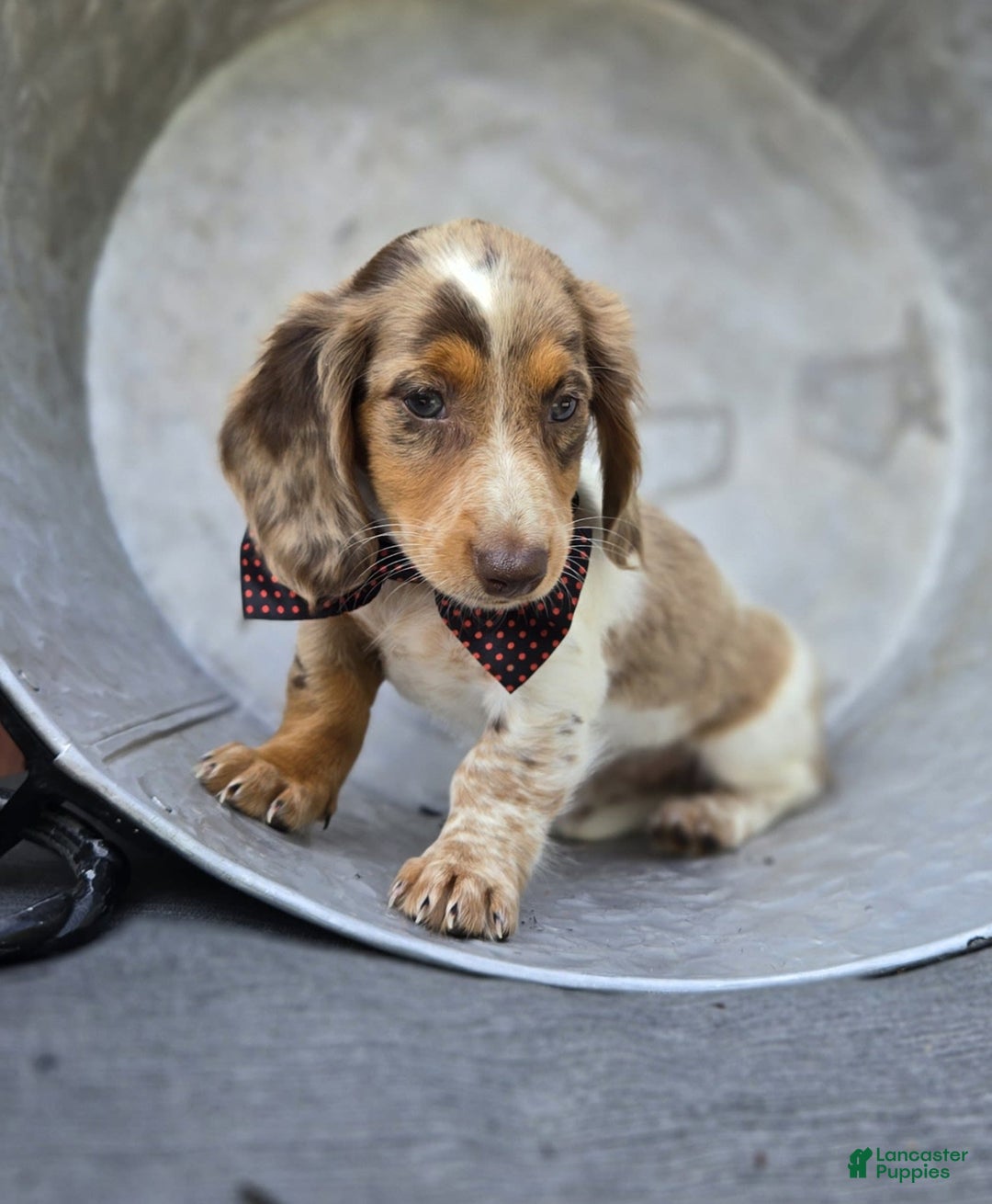 Miniature Dachshund dogs for sale: Sweets - Image 4