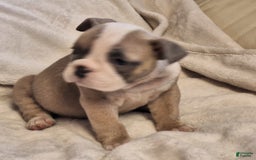 Olde English Bulldogge dogs for sale: Prissy - Image 1