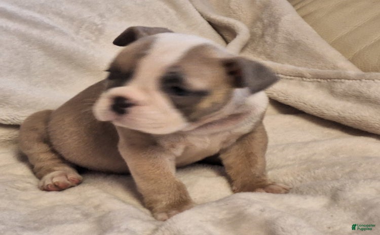 Olde English Bulldogge dogs for sale - Ad 1