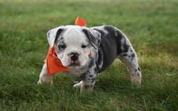 Beabull dogs for sale: Diamond - Image 1