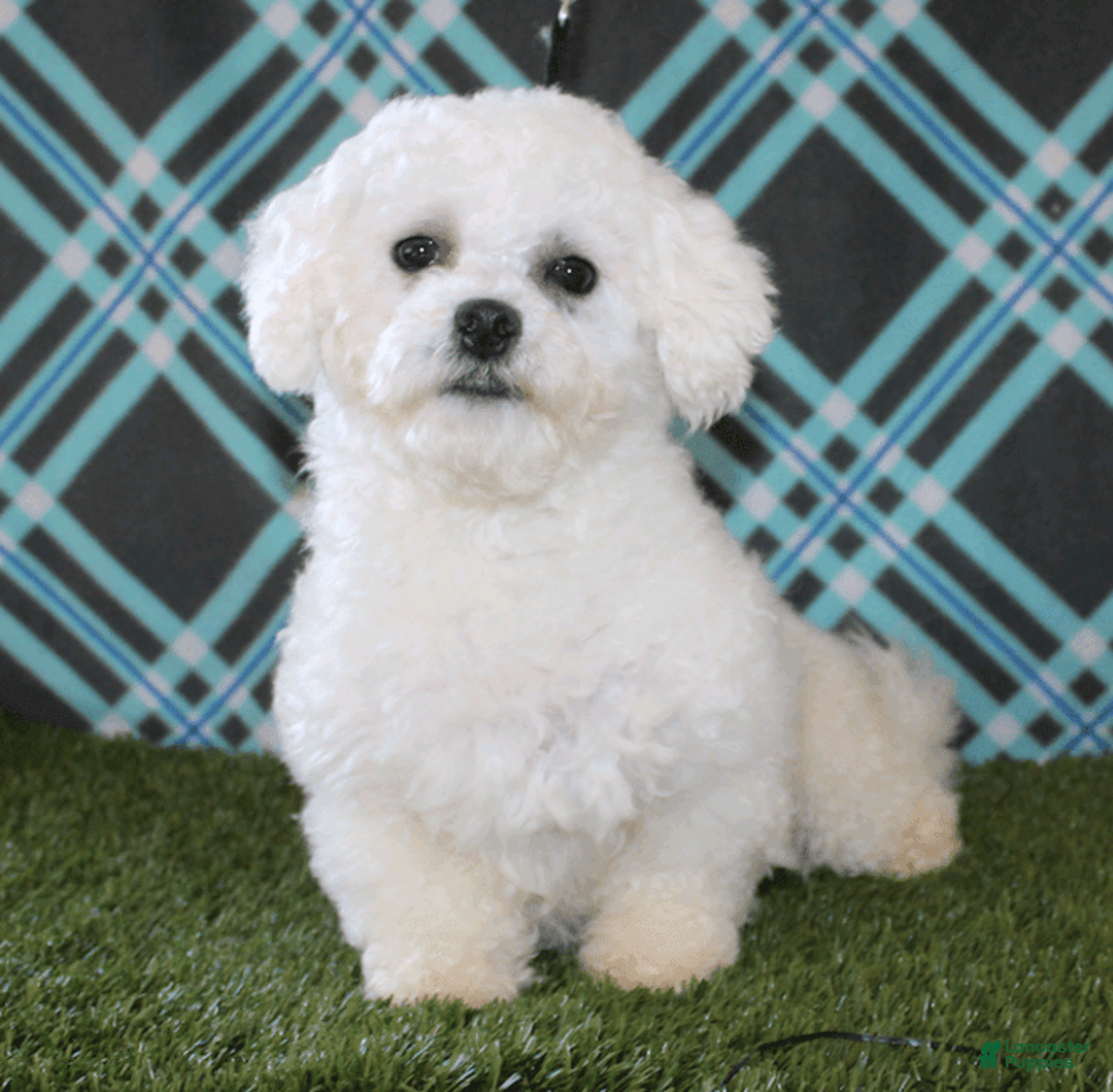 Bichon Frise dogs for sale: Unicorn - Image 11