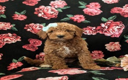 Mini Goldendoodle dogs for sale: Juliana Genetic Testing - Image 5