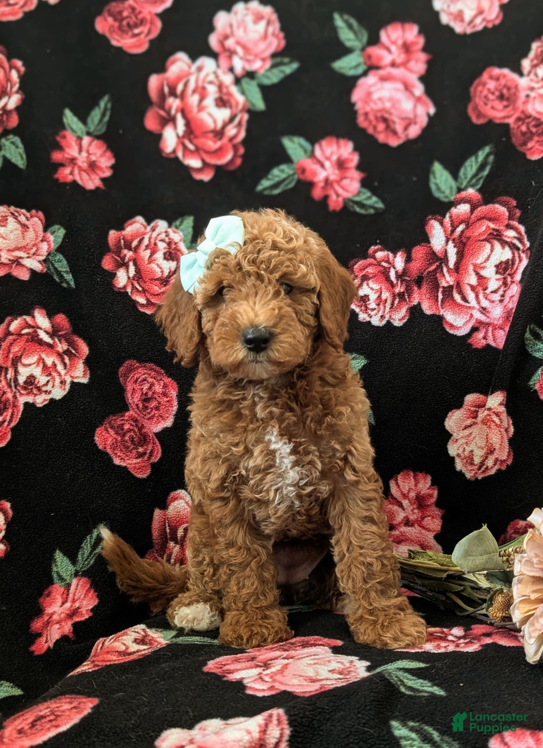 Mini Goldendoodle dogs for sale: Juliana Genetic Testing - Image 5