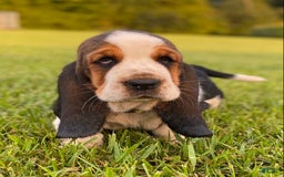 Basset Hound dogs for sale: Isabelle - Image 18
