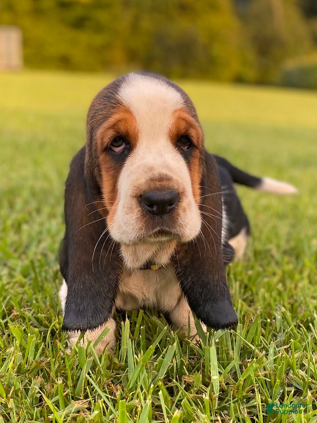 Basset Hound dogs for sale: Isabelle - Image 18