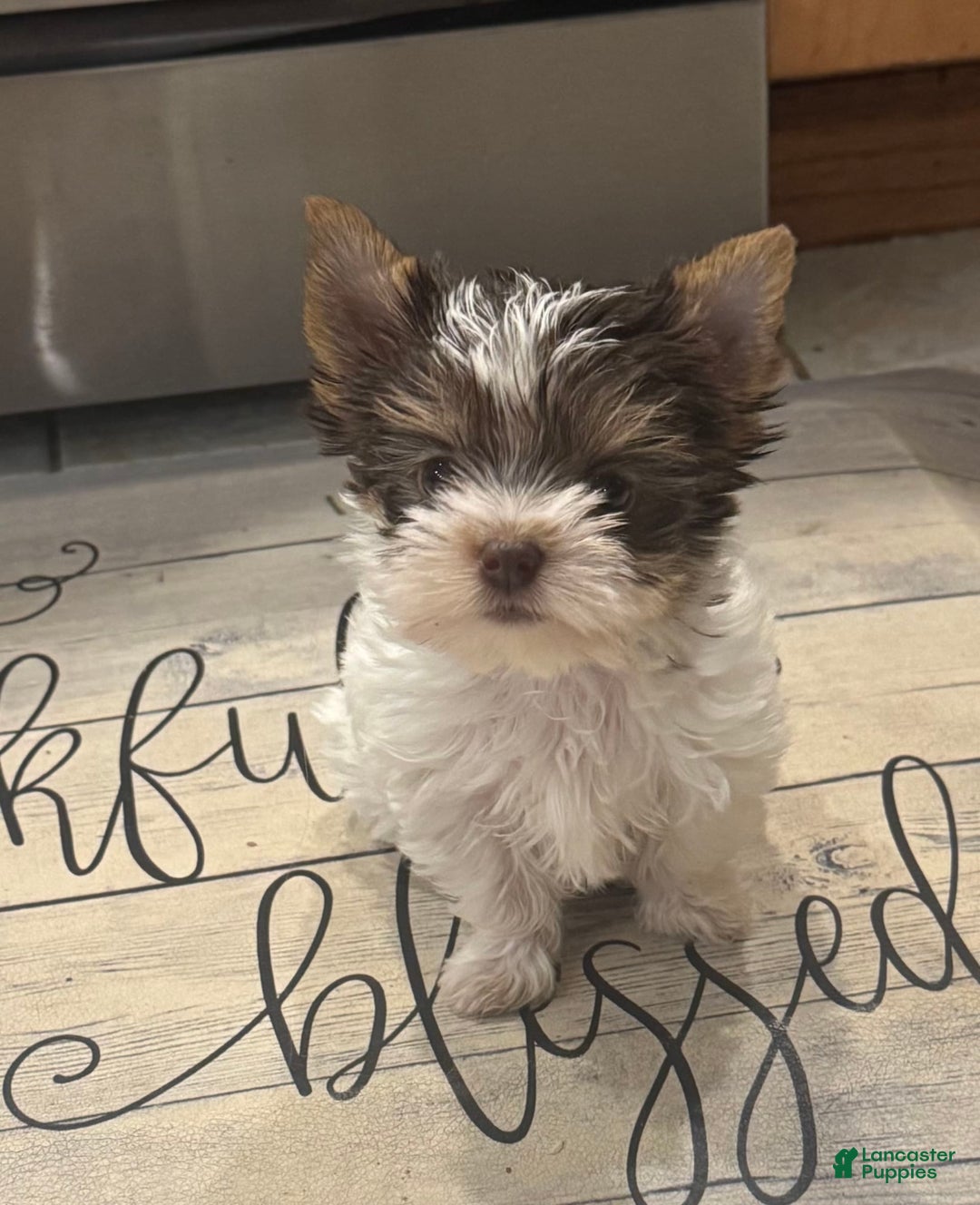 Yorkshire Terrier dogs for sale: Small female - Image 1