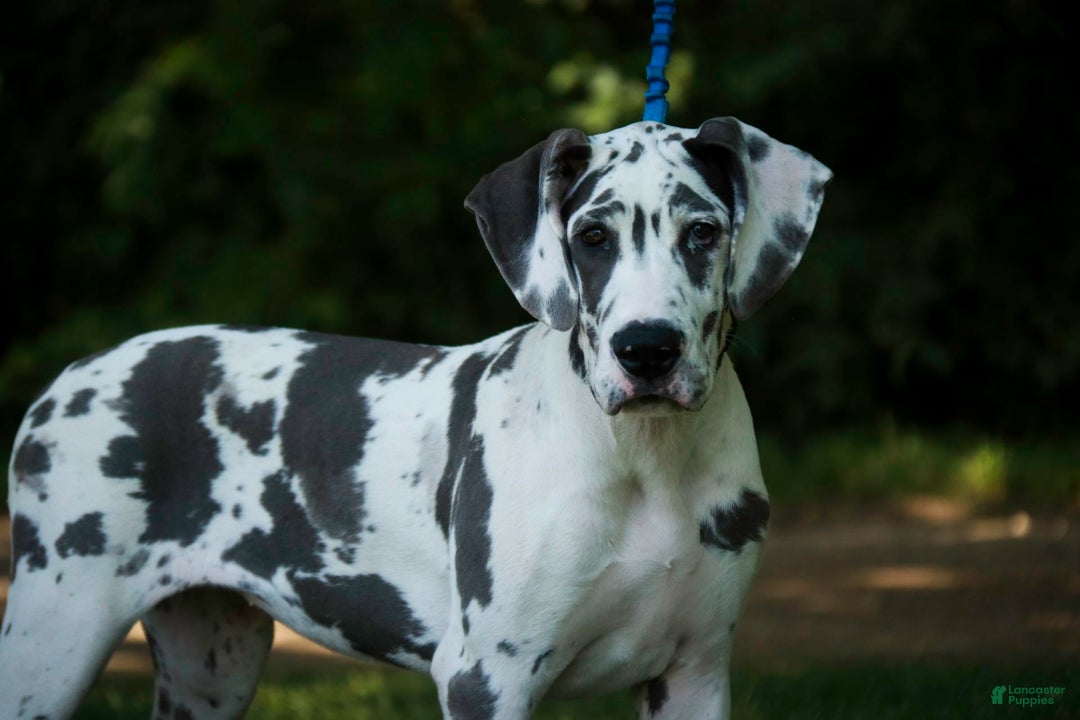 Great Dane dogs for sale: Electra - Image 26