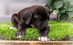 Great Dane dogs for sale: Jasper - Image 4