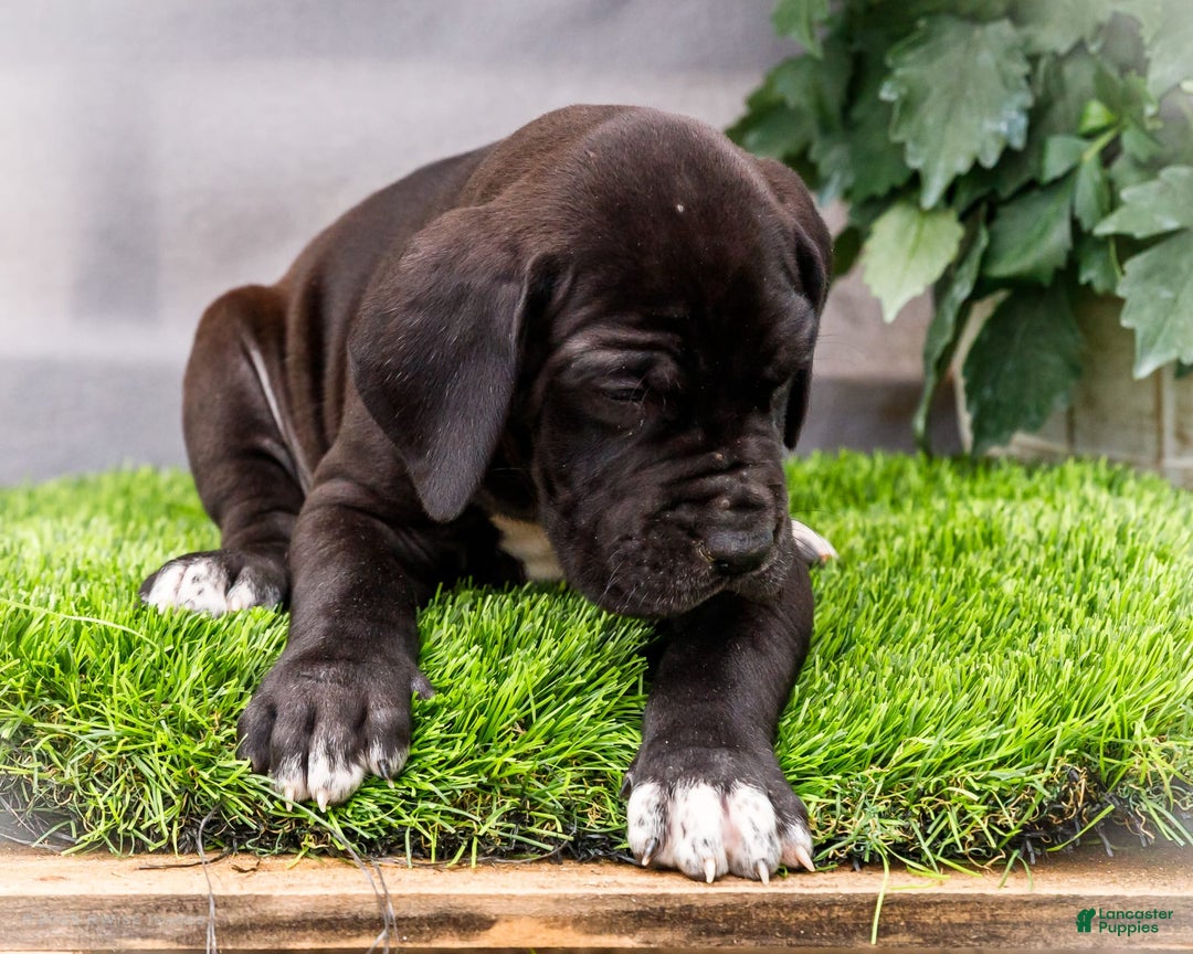 Great Dane dogs for sale: Jasper - Image 4