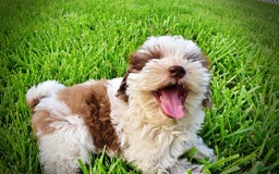 Havapoo dogs for sale: Vixen - Image 26