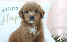 Goldendoodle dogs for sale: Snickers - Image 2