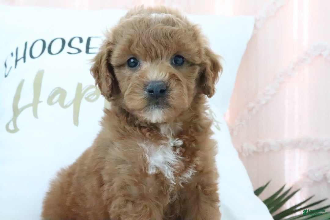 Goldendoodle dogs for sale: Snickers - Image 2