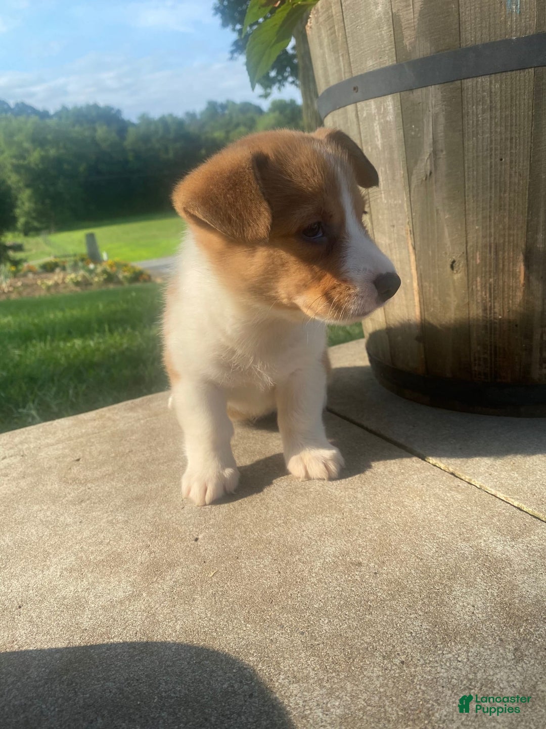 Welsh Corgi Pembroke dogs for sale: Lady - Image 11