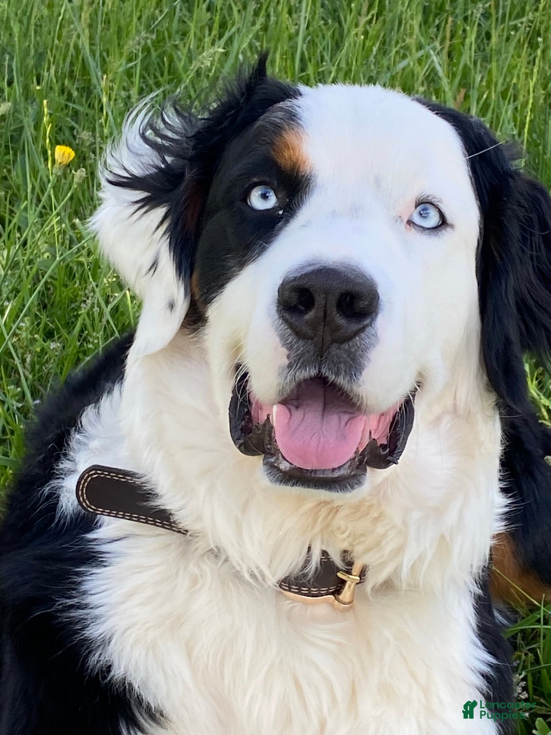 Australian Shepherd dogs for sale: Belle Starr - Image 7