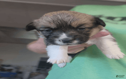 Welsh Corgi Pembroke dogs for sale: Novas Girl 3 - Image 9