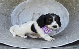 Miniature Dachshund dogs for sale: Suzy - Image 7