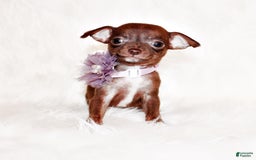 Chihuahua dogs for sale: Symbra - Image 2