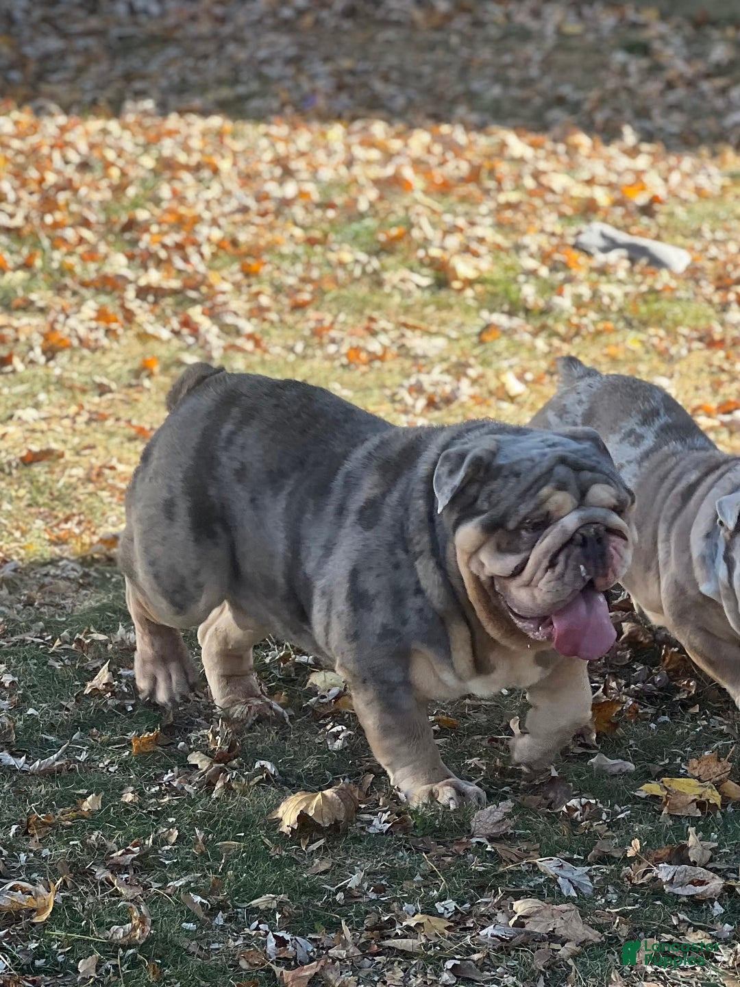 English Bulldog dogs for stud: Dart - Image 3