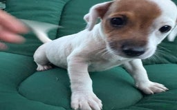 Jack Russell Terrier dogs for sale: Sandy - Image 5