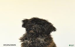 Miniature Poodle dogs for sale: Blizzard - Image 5
