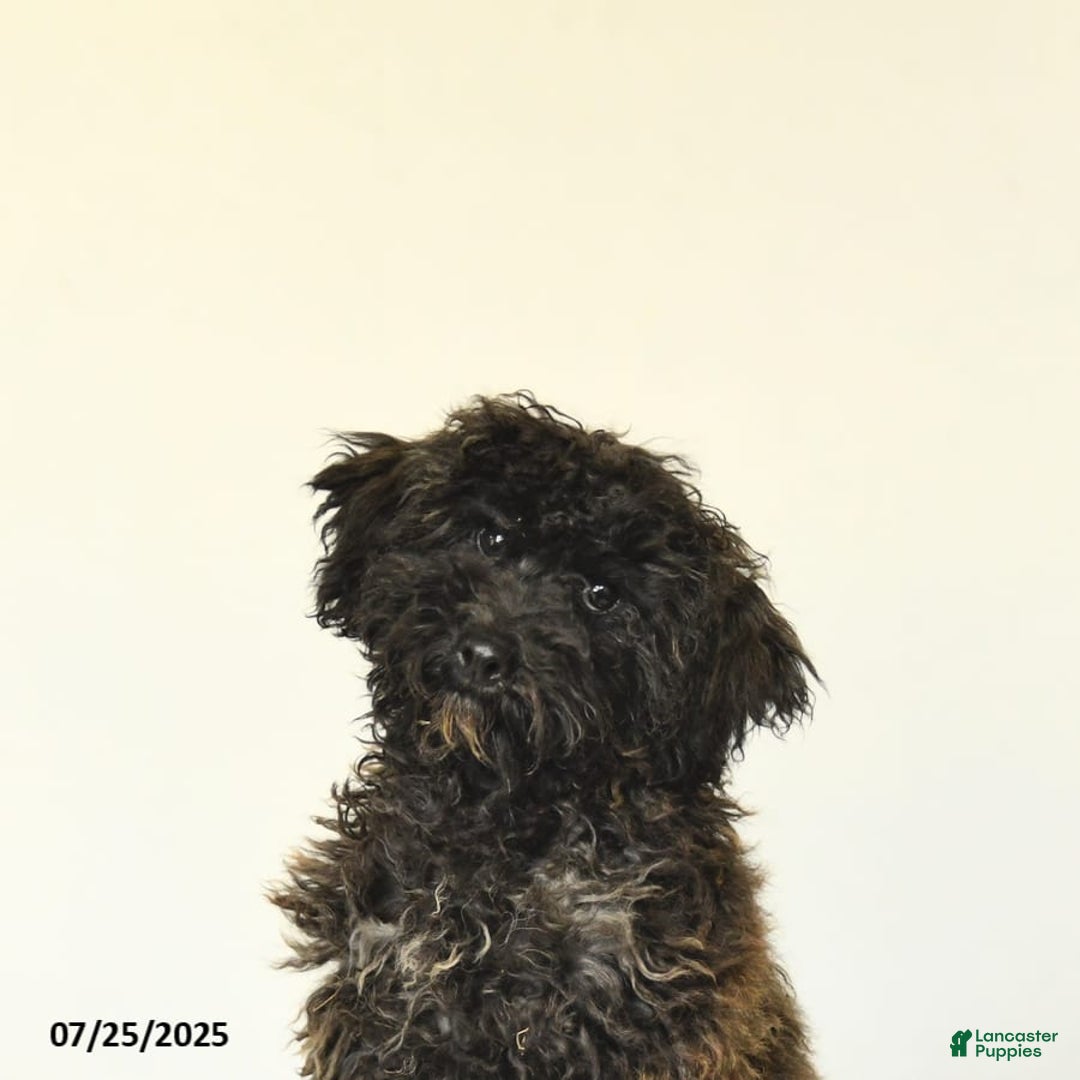 Miniature Poodle dogs for sale: Blizzard - Image 5